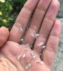 Seeds with spikey tails held in the palm of a white woman’s hand