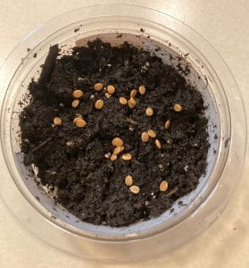 Light brown seeds sitting on top of damp potting mix in a plastic container