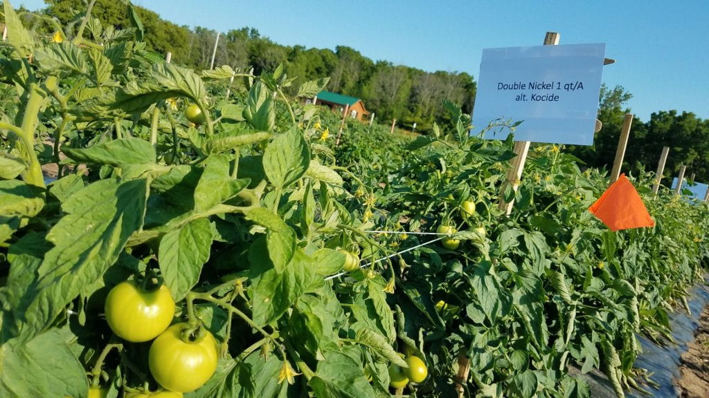 row of tomato plants with some green fruit and a sign that says Double Nickel 1 qt/A alt. Kocide