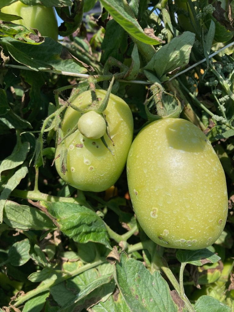 Green Roma tomato fruit with both white spray residue and classic fruit symptoms of tomato bacterial canker – brown spots with a white ring around them