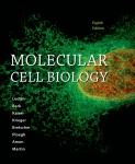 mol cell bio 2012 textbook cover copy