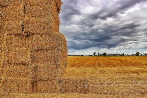 stacks of hay in a field on a stormy day