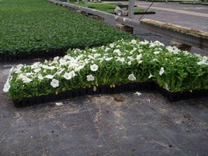 Trays of white petunias with elongated stems as an example of bedding plants that were held in a greenhouse too long without measures taken to slow the growth.