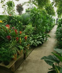 interior of greenhouse with varied plants