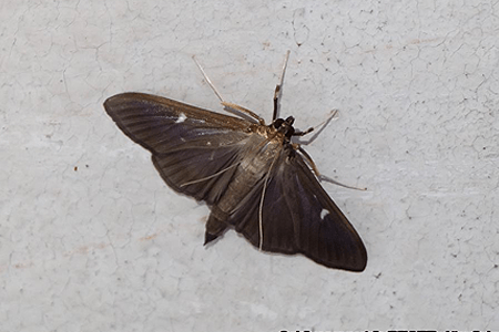 Image of dark form of adult box tree moth.