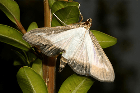 Image of Adult Box Tree Moth