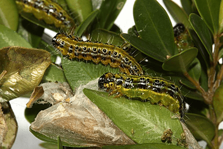 Image of Box Tree Moth caterpillars and webbint.