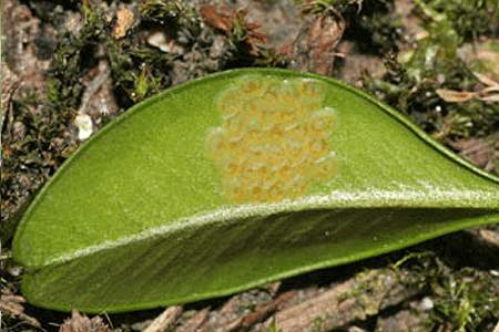 Image of box tree moth egg mass under a leaf.