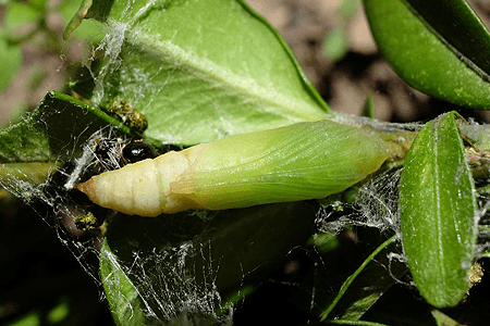 Image of box tree moth pupa on leaves.