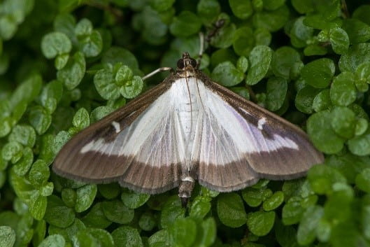 Image of adult box tree moth.