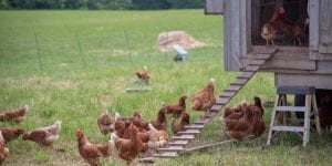 image of chickens outside of chicken house