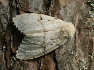 Image of spongy moth