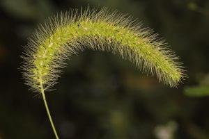 image of foxtail seed head