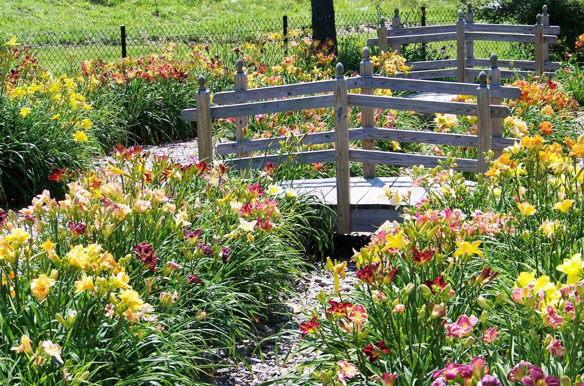 image of daylily garden