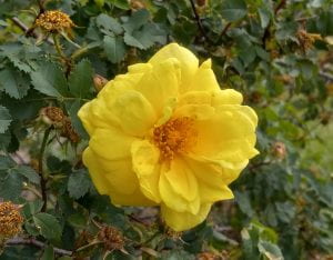 image of yellow rose