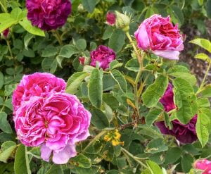 image of pink rose