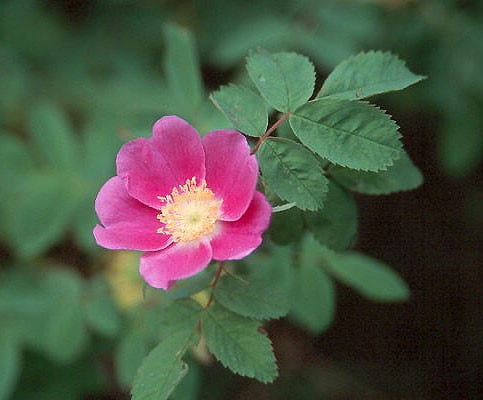 image of sweetbriar rose