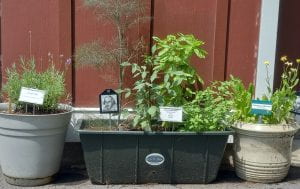 image of herbs in container