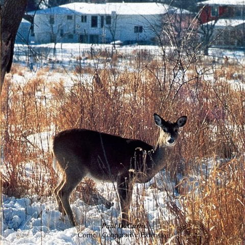 Reducing Deer Damage to Home Gardens and Landscape Plantings cover