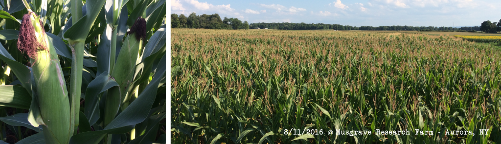 Corn Silage Plot Early Aug 2016