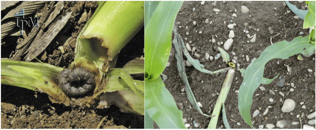 Black cutworm larva and damage