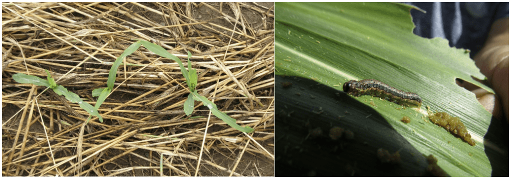 True armyworm damage and larva with frass.