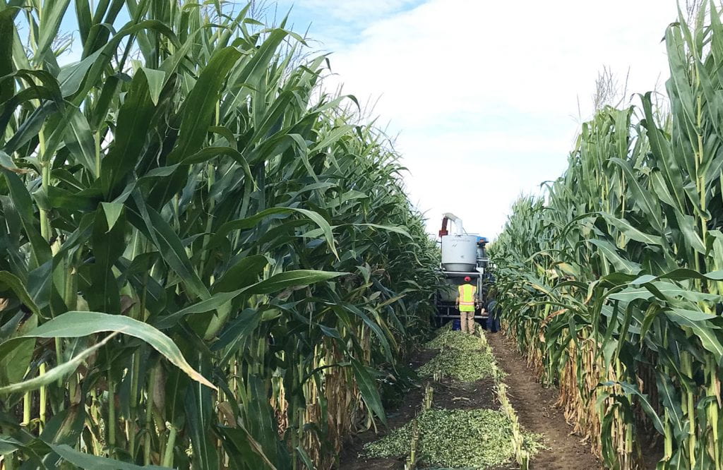 Man walking behind harvester in corn field