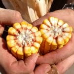 two ears of field corn in cross-section