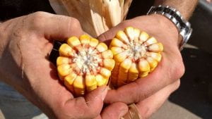 two ears of field corn in cross-section