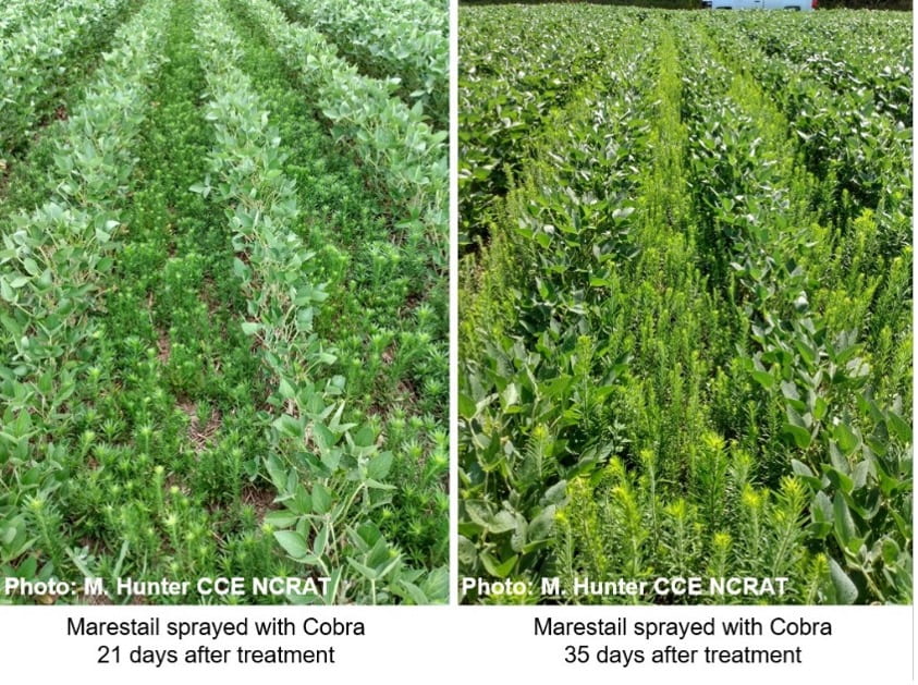 Marestail sprayed with Cobra 30 and 45 days apart shows difference in weed growth advancement