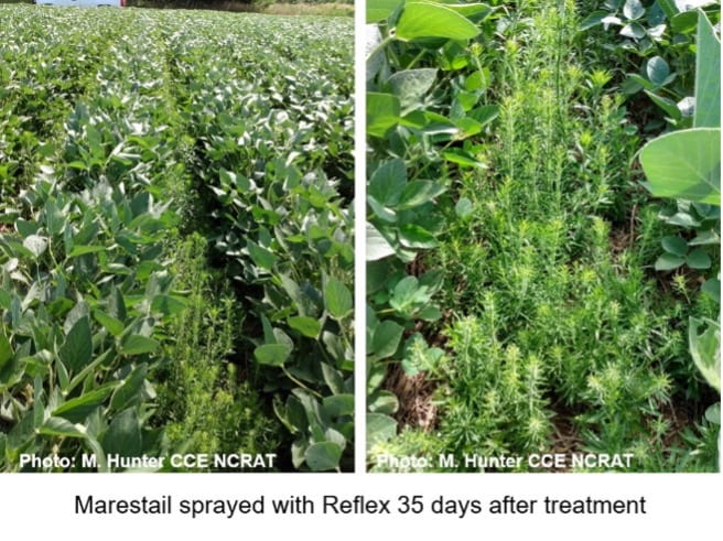Marestail sprayed with Reflex 35 days after treatment shows growth between rows