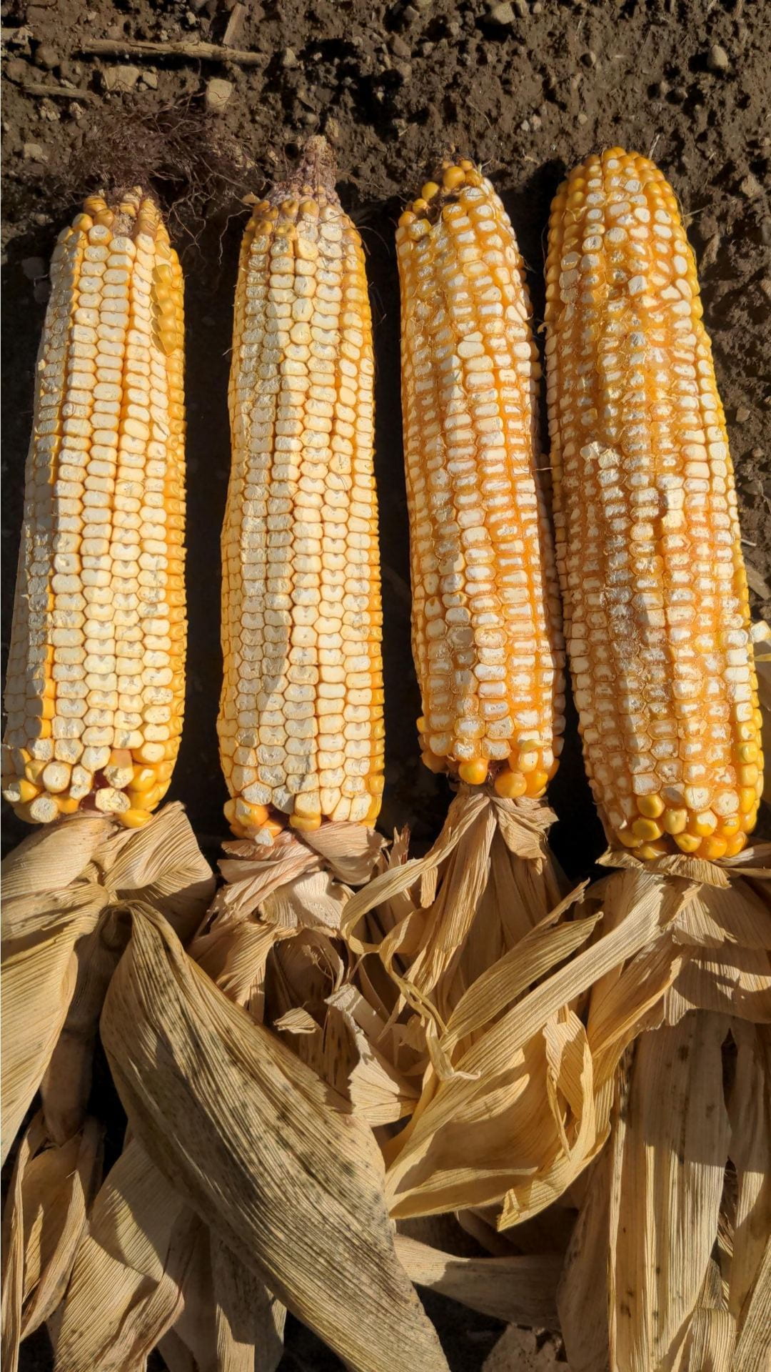 four ears of processed corn