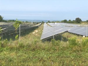 solar panels with livestock grazing inbetween