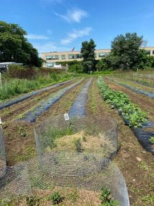 A closer-up picture of the John Bowne farm site showing potato plants in wire cages and other vegetables in rows