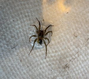 Large brown/black spider