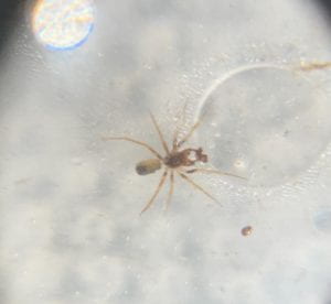 Light brown smaller spider