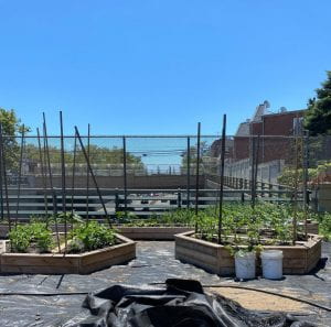 Hexagon raised beds in a farm in Woodside Queens with a view of the overpass behind them
