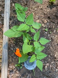 Pitfall trap surrounded by peppers
