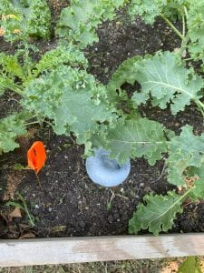 Pitfall trap surrounded by kale
