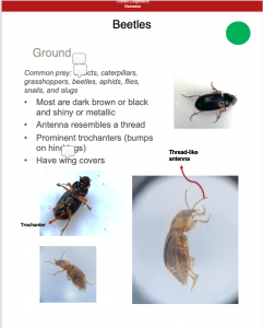 Page out of the insect field guide, titled "Ground Beetles" with descriptions and pictures