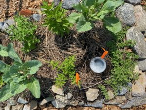Pitfall traps in raised bed