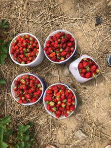 5 buckets of hand-picked strawberries resting on the ground