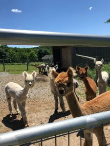 Some friends we met at Buck Brook Alpacas while dragging for ticks!