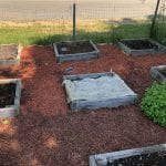 the mini raised bed plots in the veggie variety trial garden