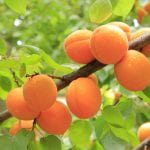 apricots growing on a tree