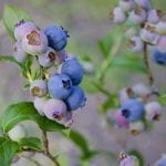 blueberries growing on the bush