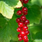currant fruits on the bush