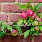 an espaliered apple tree can grow flat when trained with taunt wires