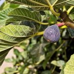 a fig on a tree