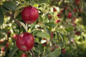 Apples on an Apple Tree